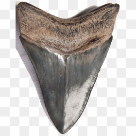 Shark Teeth Png Download Image - Fish, Transparent Png - shark teeth png