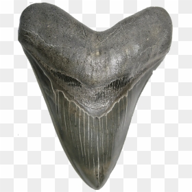 Shark Teeth Png High-quality Image - Giant White Shark Tooth, Transparent Png - shark teeth png