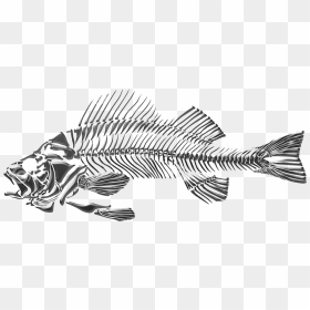 Bulb Drawing Fish - Transparent Fish Skeleton Png, Png Download - fish skeleton png