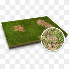 Red Thread Lawn Disease - Lawn, HD Png Download - dead grass png