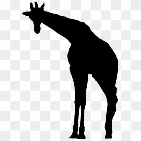 African Animal Silhouette Giraffe, HD Png Download - giraffe silhouette png