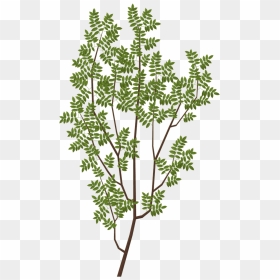 Oak Tree Branch Texture, HD Png Download - tree limb png
