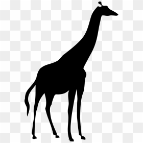 Northern Giraffe Image Silhouette Portable Network - Giraffe Shape, HD Png Download - giraffe silhouette png