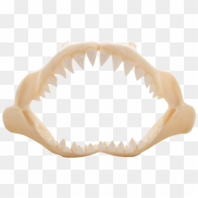 Shark Jaw Polyresin - Shark Jaw Png, Transparent Png - shark teeth png