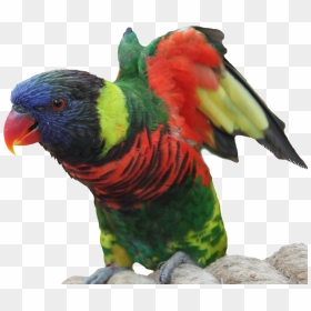 นก แก้ว ภาพ Png, Transparent Png - macaw png