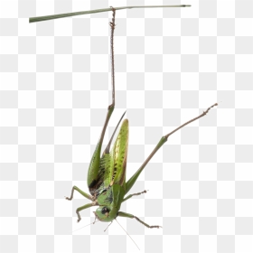 Habitat-grasshopper - Grasshopper, HD Png Download - cricket bug png