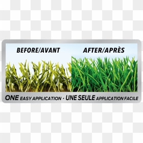 Grass Before And After Fertilizer, HD Png Download - dead grass png