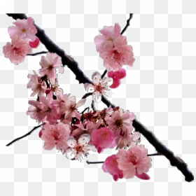 Cherry Blossom Png Real, Transparent Png - flower overlay png