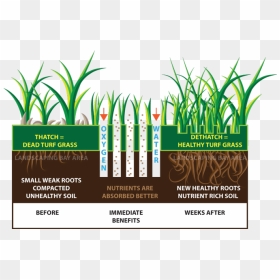 Lawn Aeration Benefits, HD Png Download - dead grass png