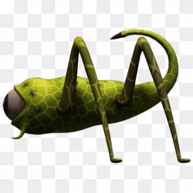 Bug - Grasshopper, HD Png Download - cricket bug png