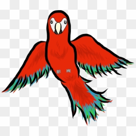 Macaw, HD Png Download - behance png