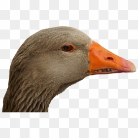 Goose Head Transparent, HD Png Download - duck head png