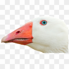 Ganso Png, Transparent Png - duck head png