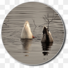Canvasback Duck, HD Png Download - duck head png
