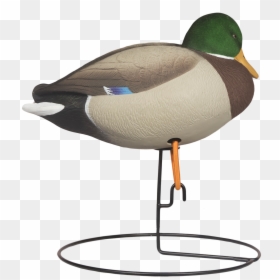 Mallard, HD Png Download - duck head png