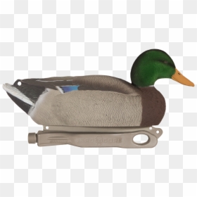 Mallard, HD Png Download - duck head png