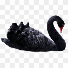Transparent Black Swan, HD Png Download - black swan png