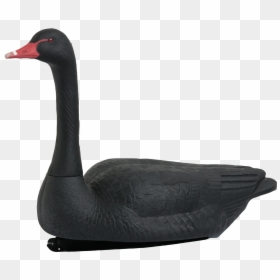 Black Swan, HD Png Download - black swan png