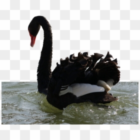 Swans, HD Png Download - black swan png