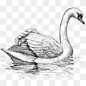 Swan Clipart Black And White, HD Png Download - black swan png