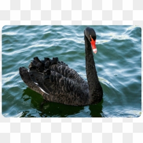Black Swan, HD Png Download - black swan png