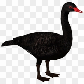 Zt2 Swan, HD Png Download - black swan png