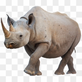 Black Rhino Horn, HD Png Download - walking icon png