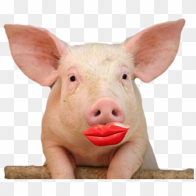 Cute Pig With Lipstick, HD Png Download - lipstick clipart png