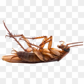 Cocroach Hd, HD Png Download - cricket bug png