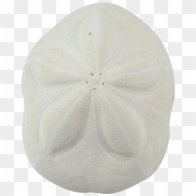 Sand Dollar, HD Png Download - sand dollar png