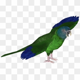 Zt2 Macaw , Png Download - Macaw, Transparent Png - macaw png