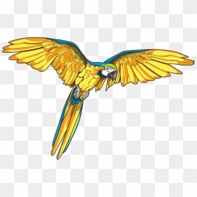 Forgetmenot Birds Parrots - Macaw Art, HD Png Download - macaw png