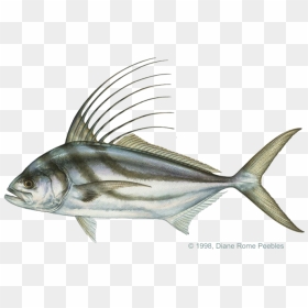 Roosterfish, HD Png Download - fish skeleton png