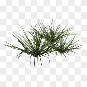 Plants, HD Png Download - dead grass png
