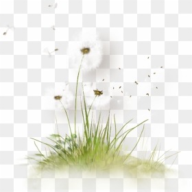 #dandelion #seeds #blowing #freetoedit - Dessin Dandelion, HD Png Download - blowing dandelion png
