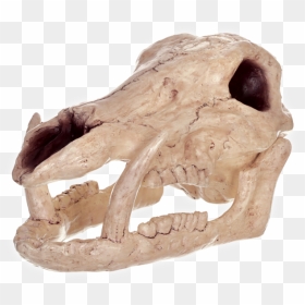 Boar Skull, Png Download - Calavera De Jabalí, Transparent Png - animal skull png