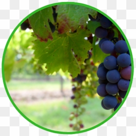 John 15 1 3 , Png Download - Grapes Farm, Transparent Png - uvas png