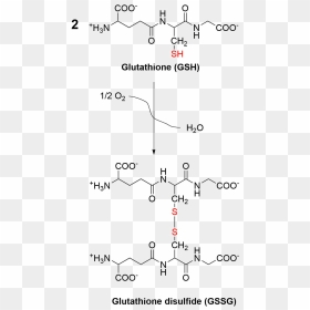 Oxidation Of Glutathione To Glutathione Disulfide - Glutathione To Glutathione Disulfide, HD Png Download - chris pratt png