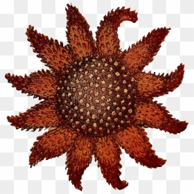 Sunflower Sea Star Drawing, HD Png Download - sea star png