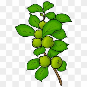 Guavas Clipart - Clipart Clip Art Guava Tree, HD Png Download - guava png