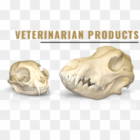 Dog Skull, HD Png Download - animal skull png
