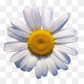 Daisy Transparent, HD Png Download - flower crown png tumblr