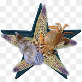 Sea Bio Barnstar Hires - Northern Pacific Sea Star, HD Png Download - sea star png