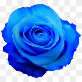 Transparent Flower Drawing Tumblr Images - Blue Flower No Background, HD Png Download - flower crown png tumblr