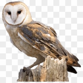 Barn Owl - Barn Owl Clip Transparent, HD Png Download - barn owl png