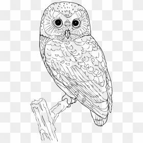 Australian Drawing Barn Owl - Owl Black And White, HD Png Download - barn owl png