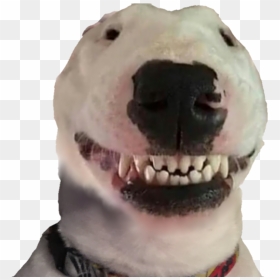 Walter Dog, HD Png Download - doge face png