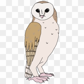 Owl, HD Png Download - barn owl png