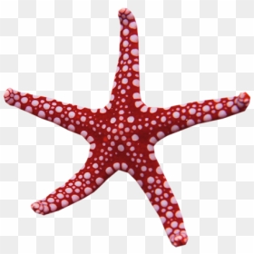 Starfish My Name Is Rapunzel Adobe Photoshop Waking - Rainbow Star Magic Wand, HD Png Download - sea star png