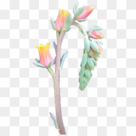 Transparent Flower On Tumblr - Artificial Flower, HD Png Download - flower crown png tumblr